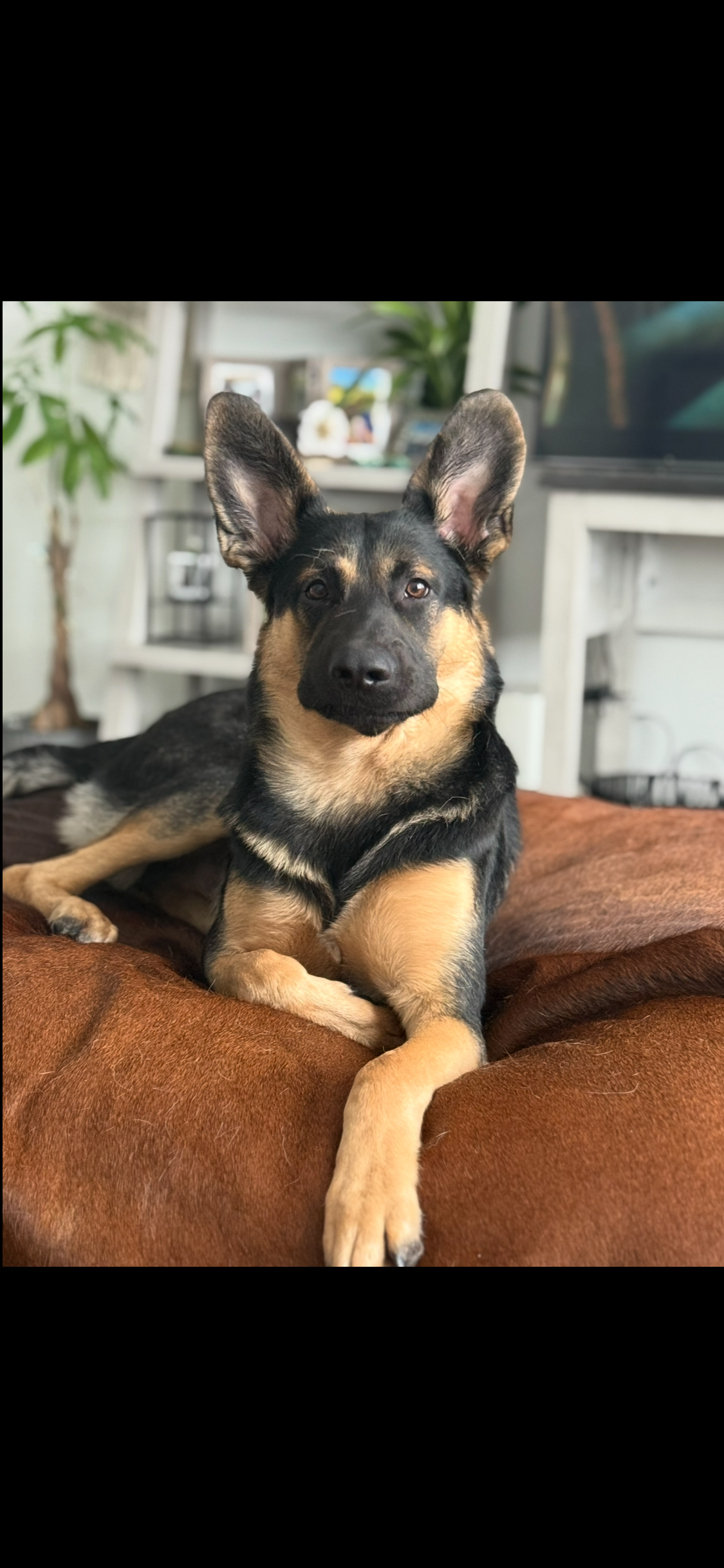 Content Star