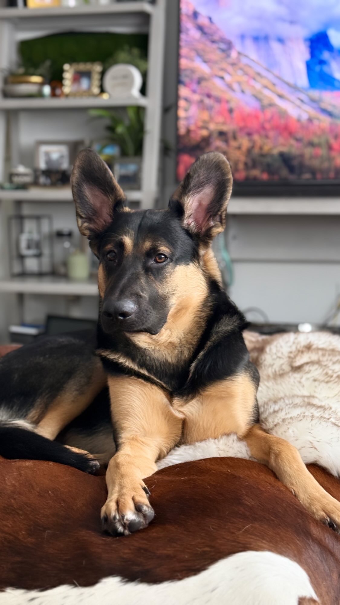 Meet My Best Friend